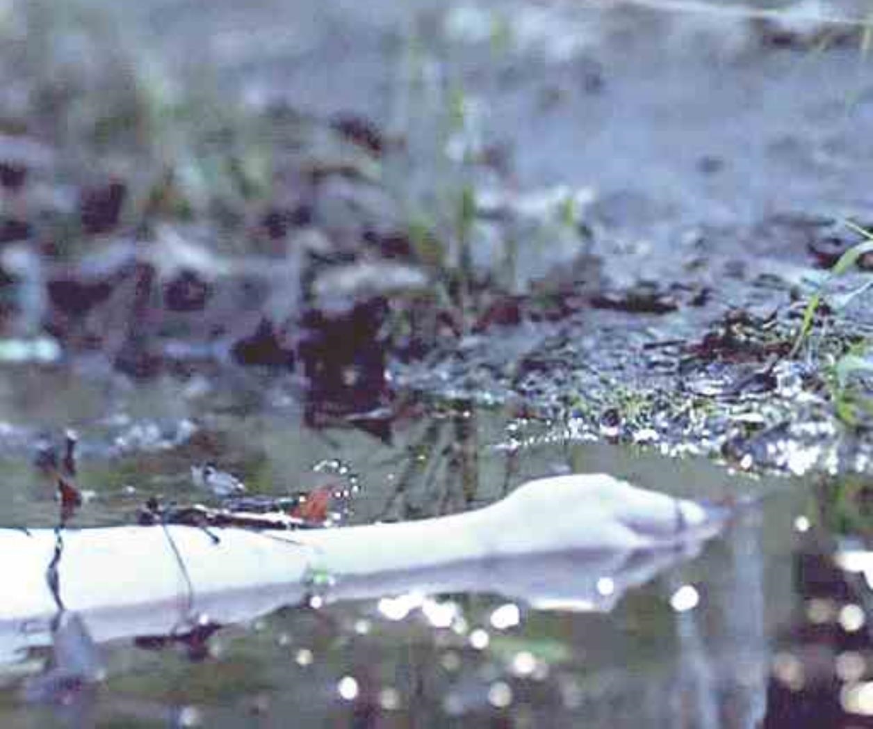 ‘Crímenes no resueltos’ regresa a la TV ‘Crímenes no resueltos’ regresa a la TV