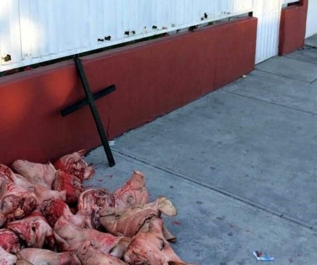 Acusan amenazas a Morena con cabezas de cerdo Acusan amenazas a Morena con cabezas de cerdo