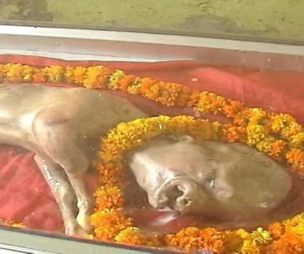 Nace becerro con “cabeza humana” en India y creen que es un Dios hindú Nace becerro con “cabeza humana” en India y creen que es un Dios hindú