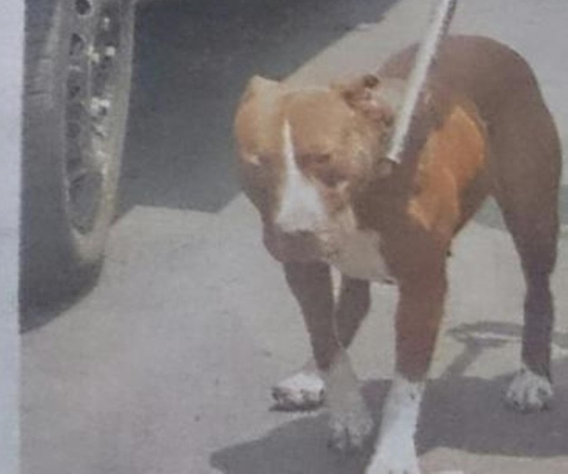 Lanzan petición para salvar a perro usado para asaltar en CDMX