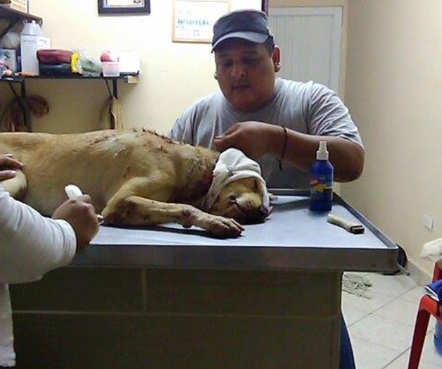 ALTO al maltrato animal. Asociación atiende hasta 30 casos por día ALTO al maltrato animal. Asociación atiende hasta 30 casos por día