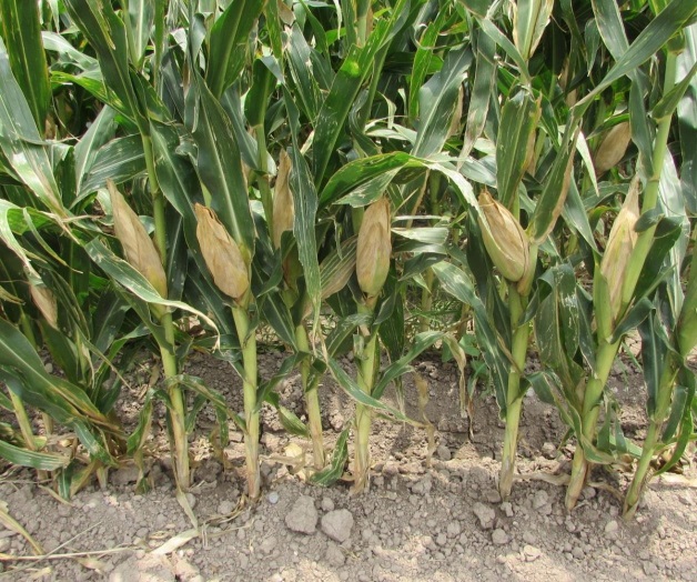 Esperan pagos de los apoyos a la inducción del año pasado Esperan pagos de los apoyos a la inducción del año pasado