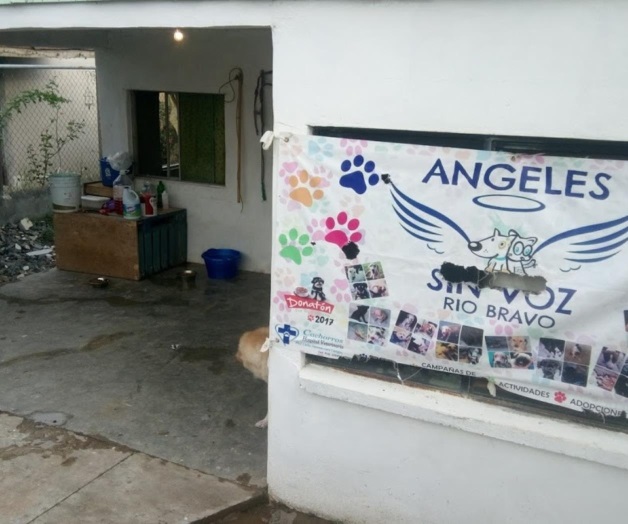 Esterilizan canes y gatos en campaña hoy domingo Esterilizan canes y gatos en campaña hoy domingo