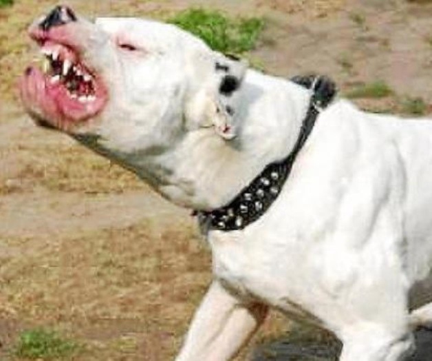 Anciano es atacado por dos pitbull en Texas