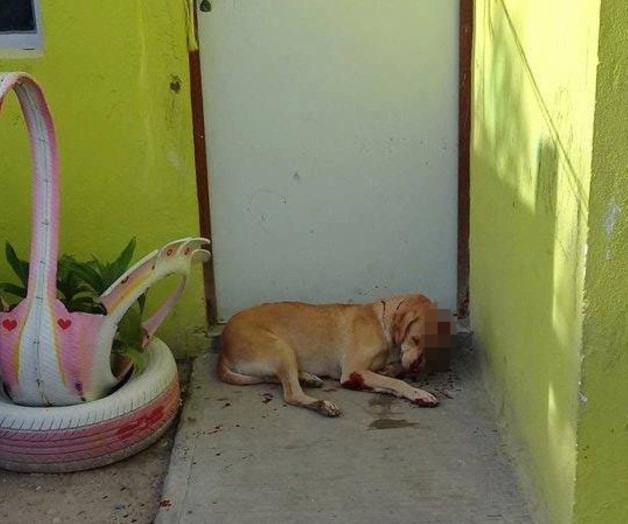 Piden proteger a mascotas Piden proteger a mascotas