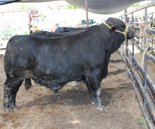 Ofrecen ganado de registro con subsidio Ofrecen ganado de registro con subsidio