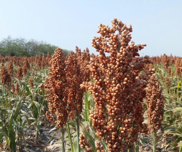 Se espera un mejor rendimiento de sorgo Se espera un mejor rendimiento de sorgo