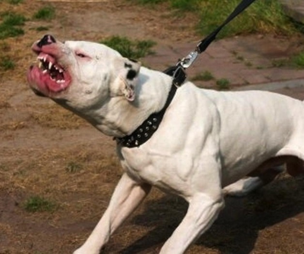 Atacan 2 pitbulls a ancianito en Laredo Atacan 2 pitbulls a ancianito en Laredo