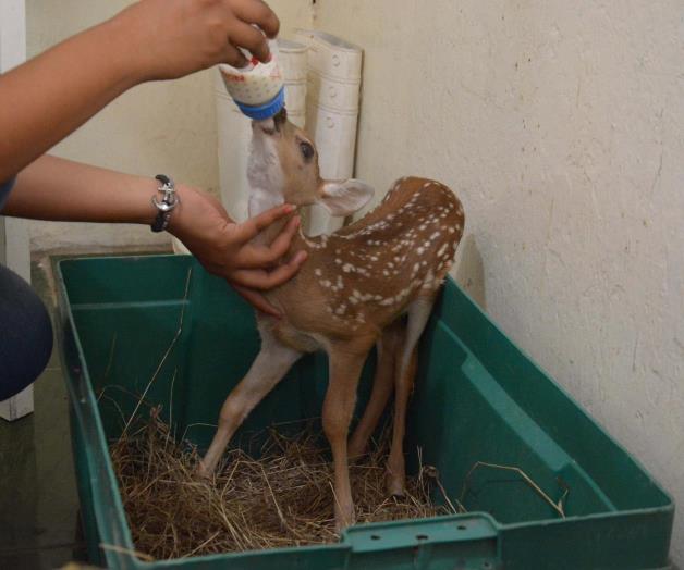 Nacen cinco venados cola blanca en zoológico de Veracruz