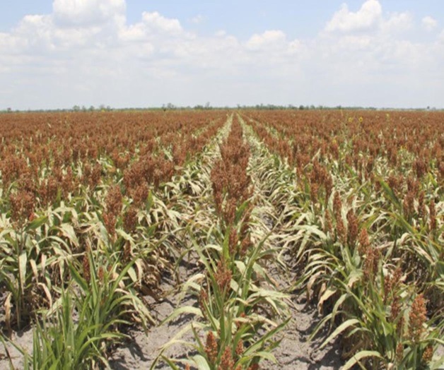 Sin afectaciones el sorgo por granizada. Trillas siguen de manera normal Sin afectaciones el sorgo por granizada. Trillas siguen de manera normal