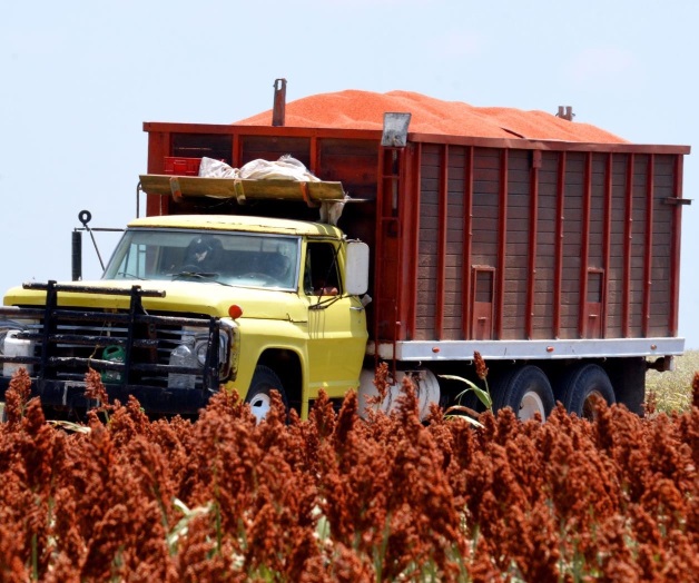 Acarreo de las cosechas continúa sin problemas Acarreo de las cosechas continúa sin problemas