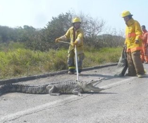 Se agudiza problema de cocodrilos en conurbada Se agudiza problema de cocodrilos en conurbada