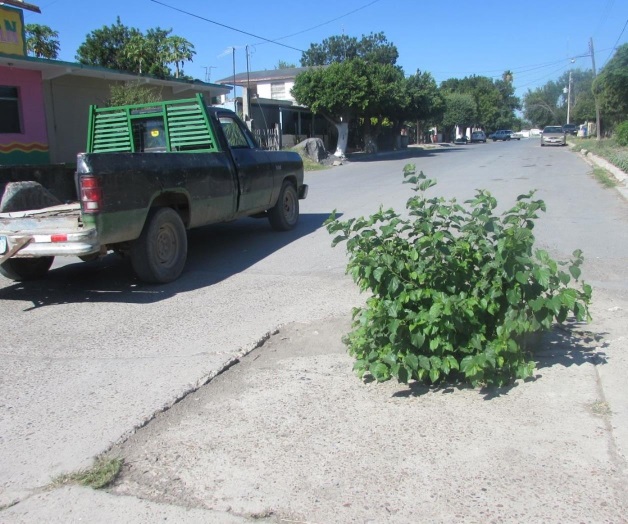 Crece un árbol en alcantarilla Crece un árbol en alcantarilla