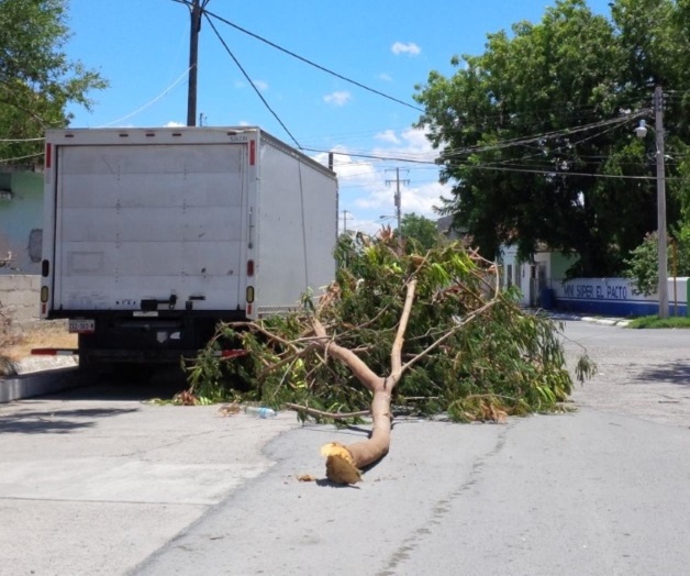 Piden se retire enorme brazo de árbol derribado