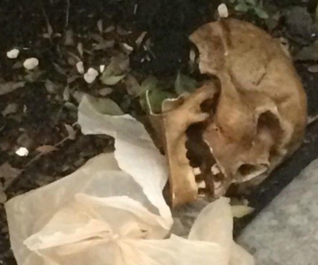 Niega Procuraduría de CDMX aparición de cráneo en Polanco Niega Procuraduría de CDMX aparición de cráneo en Polanco