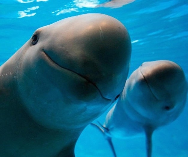 México hará un esfuerzo histórico por vaquita marina: Peña Nieto