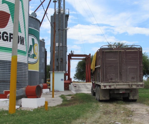Arrancan cosechas de maíz en Ribereña Arrancan cosechas de maíz en Ribereña