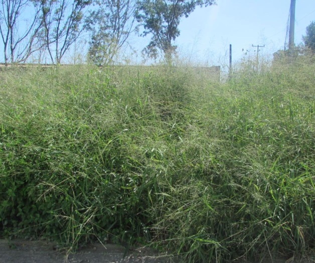 Multarán a propietarios de predios enmontados Multarán a propietarios de predios enmontados