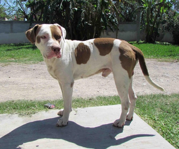 Alertan sobre pulgas y las garrapatas en mascotas Alertan sobre pulgas y las garrapatas en mascotas