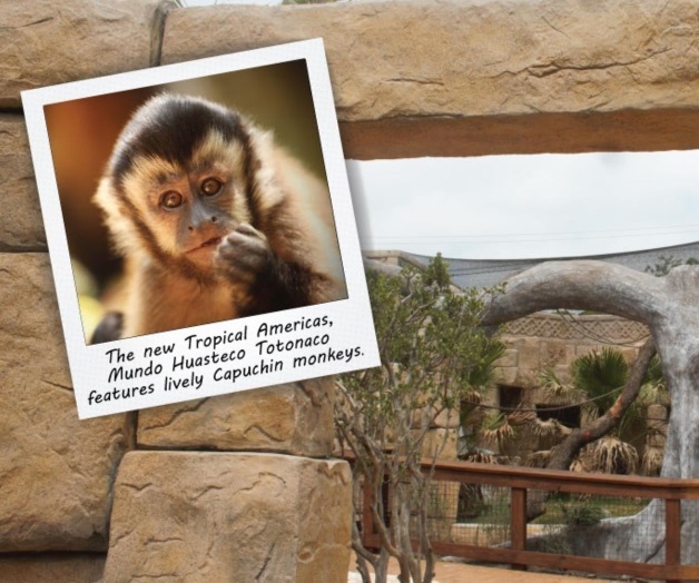 Presenta exposición cultural totonaca Presenta exposición cultural totonaca