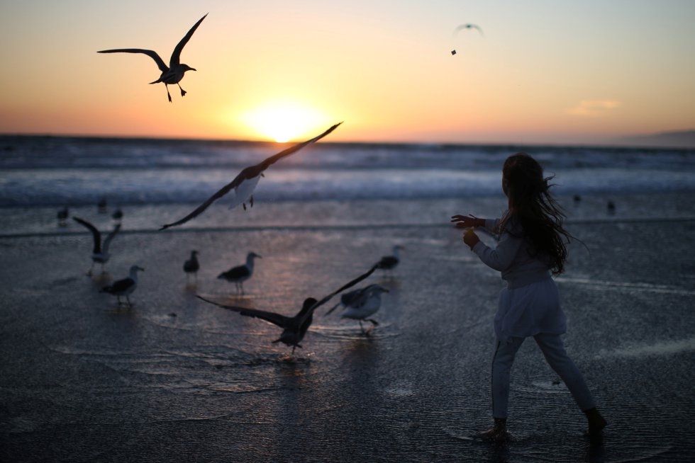 Una niña tira pan a unas gaviotas en la playa Venice de Los Ángeles (California).