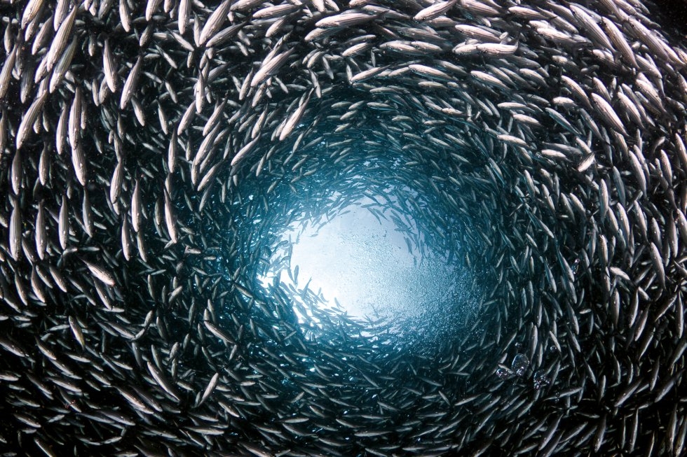 Un banco de peces nadando en círculo.