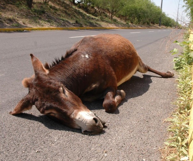 Reglamento nunca se ha aplicado en Reynosa