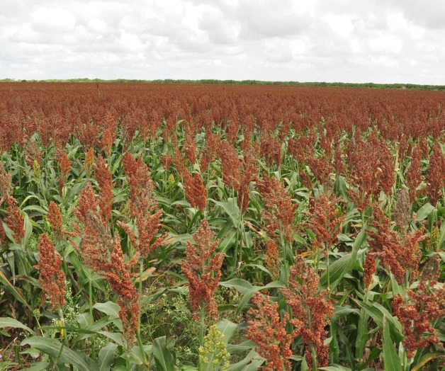 Insuficiente ingreso objetivo para sorgo. Sostendrán reunión con director de Aserca Insuficiente ingreso objetivo para sorgo. Sostendrán reunión con director de Aserca