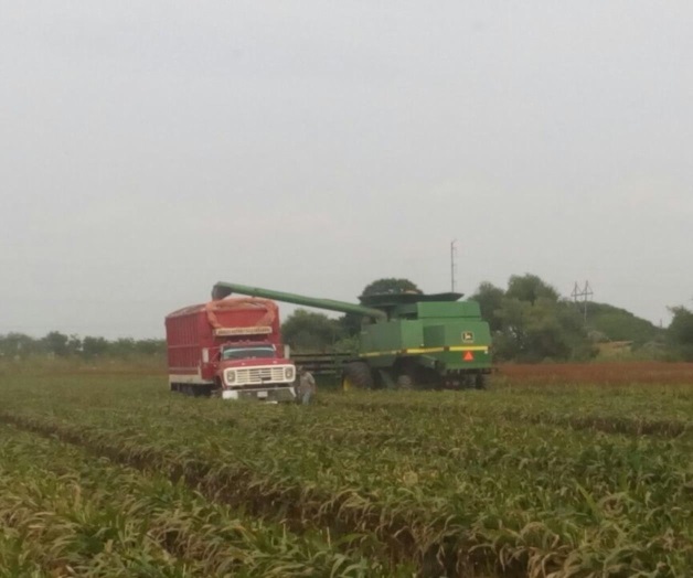 Apurada trilla de sorgo Apurada trilla de sorgo