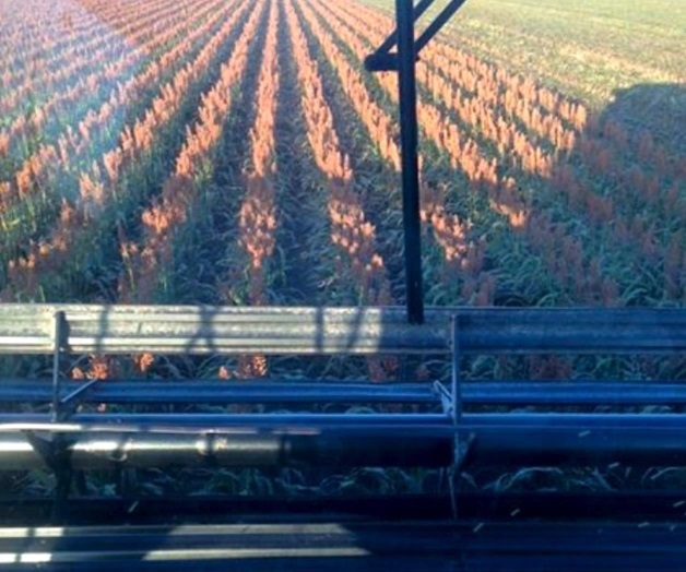 Avanzan las trillas. Sin complicaciones por clima Avanzan las trillas. Sin complicaciones por clima