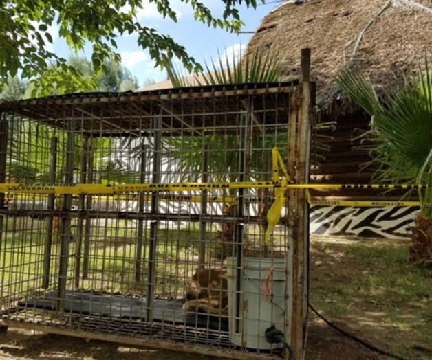 Rescata PROFEPA puma que deambulaba en zona urbana de Chihuahua Rescata PROFEPA puma que deambulaba en zona urbana de Chihuahua