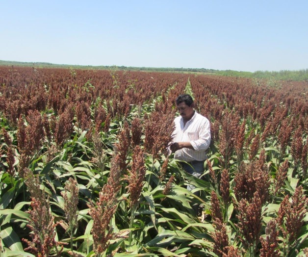 Pulgón amarillo no afectó la producción Pulgón amarillo no afectó la producción
