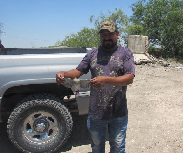 Aprovechan temporada de la paloma ‘ala blanca’ Aprovechan temporada de la paloma ‘ala blanca’