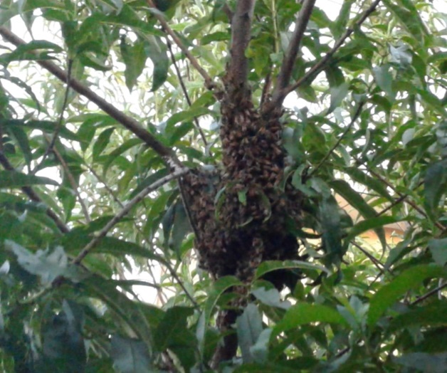 Exterminan un enjambre de abejas Exterminan un enjambre de abejas