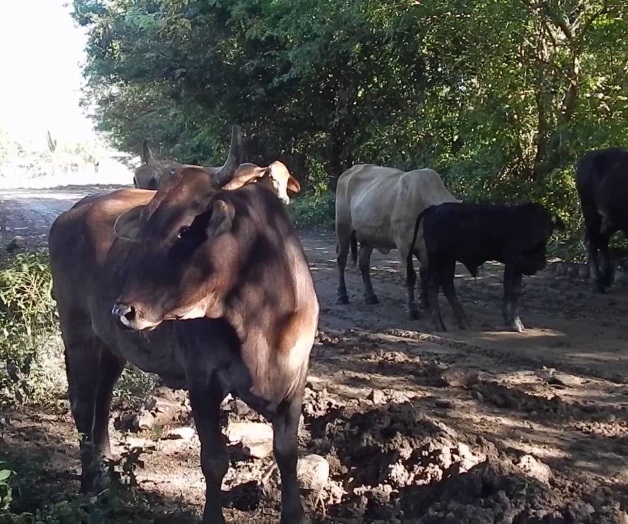 Falta apoyo para sector ganadero Falta apoyo para sector ganadero