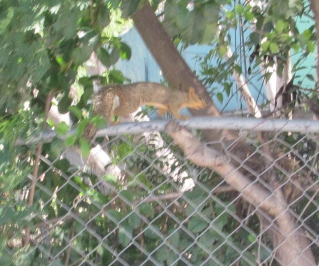 Aumenta la fauna en las ciudades ribereñas Aumenta la fauna en las ciudades ribereñas