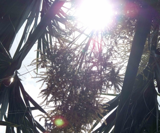 Rompen viejos récord de calor Brownsville, McAllen y Harlingen Rompen viejos récord de calor Brownsville, McAllen y Harlingen