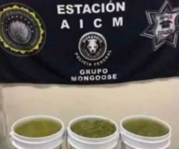 Asegura Policía Federal metanfetamina en forma de nopales