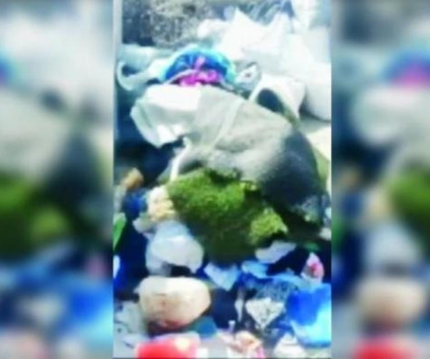 Mata joven a su madre y esconde el cuerpo una semana Mata joven a su madre y esconde el cuerpo una semana