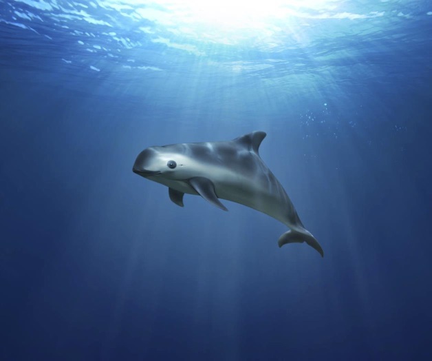 Combatir la pesca ilegal salvaría a vaquita marina Combatir la pesca ilegal salvaría a vaquita marina