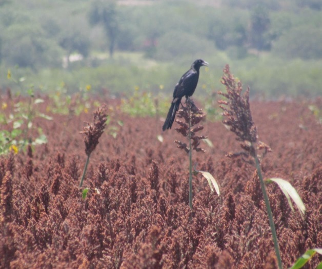 Irrelevante el daño que provocan aves a sorgos Irrelevante el daño que provocan aves a sorgos