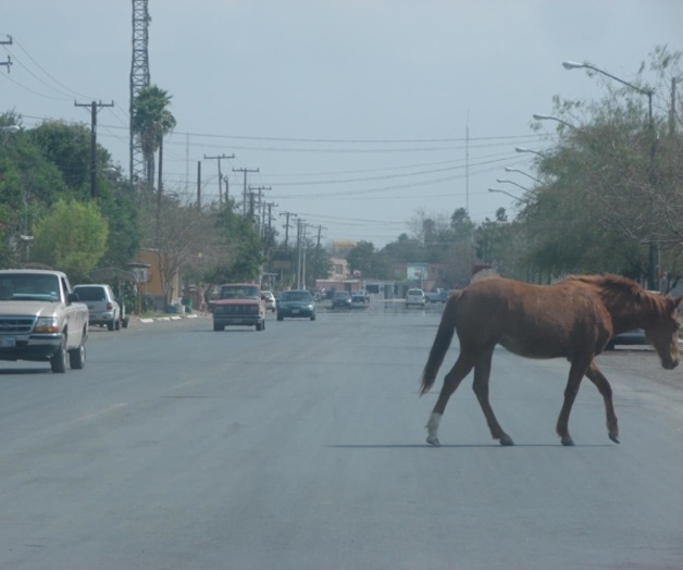 Continúa problemática de semovientes en vía pública Continúa problemática de semovientes en vía pública