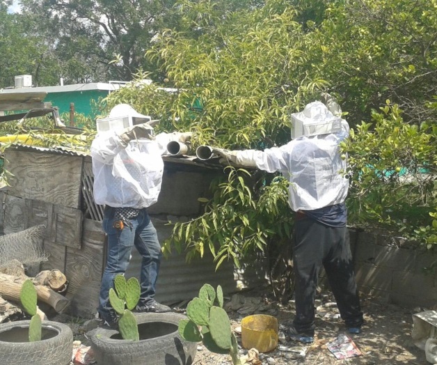 Combaten bomberos abejas Combaten bomberos abejas