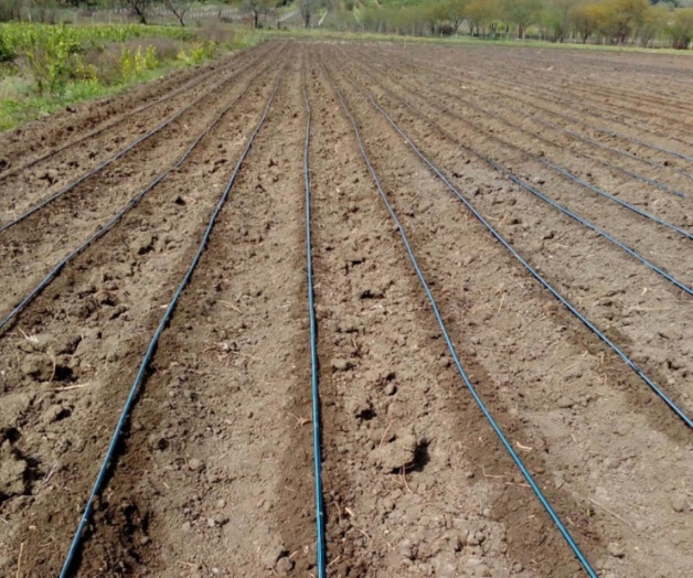 Urge modernizar riegos en cultivos Urge modernizar riegos en cultivos