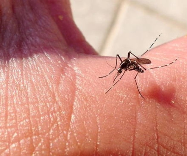 Exhorta prevenir zika, chikungunya y dengue Exhorta prevenir zika, chikungunya y dengue