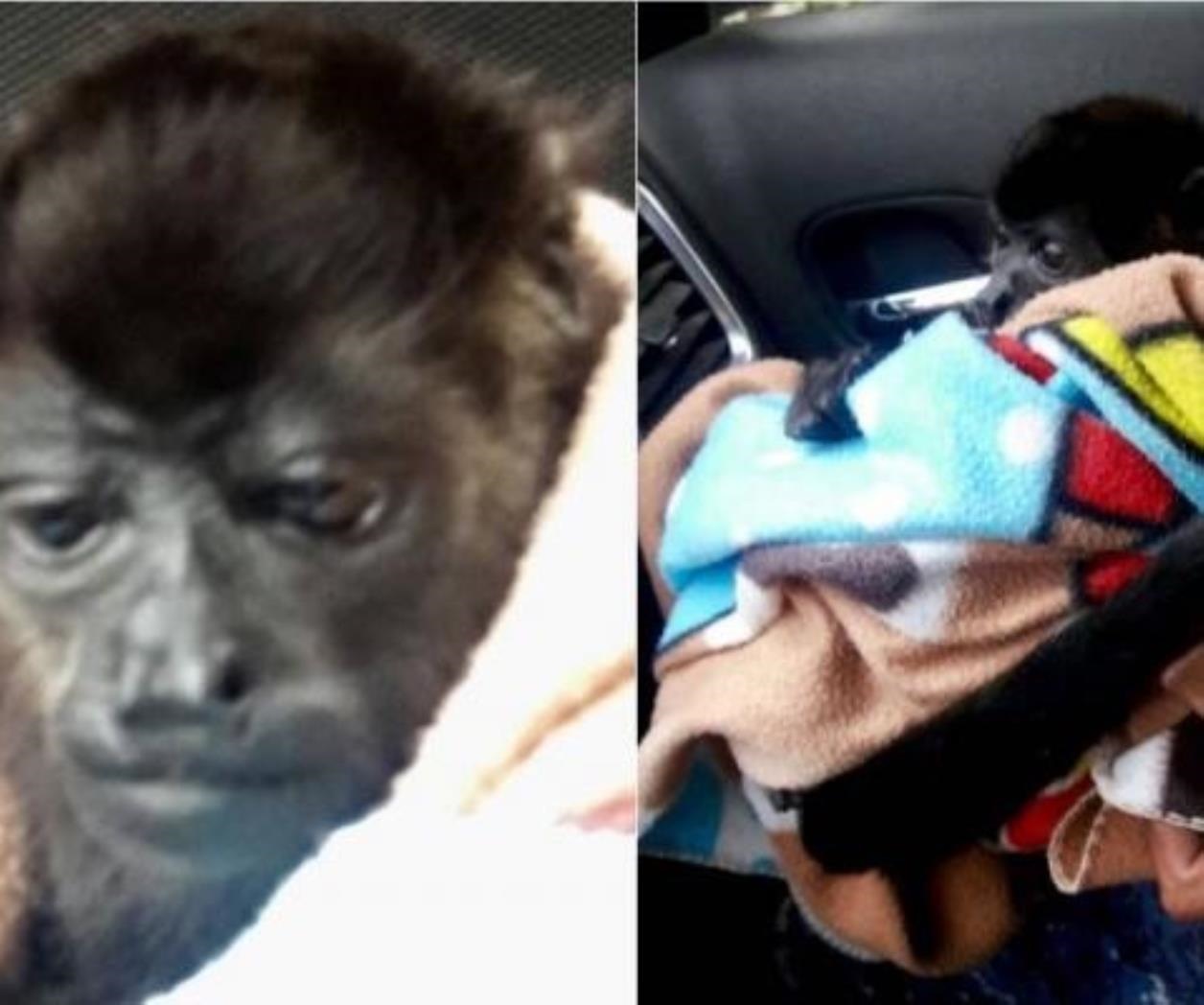 Rescatan a mono aullador abandonado en calles de la GAM Rescatan a mono aullador abandonado en calles de la GAM