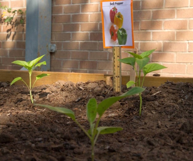 Anuncian subvenciónpara granjas escolares Anuncian subvenciónpara granjas escolares