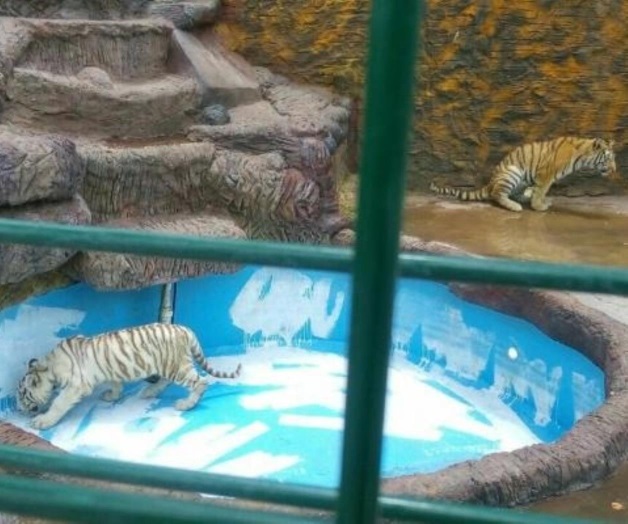 Aseguran tres tigres de bengala y droga en Guanajuato Aseguran tres tigres de bengala y droga en Guanajuato