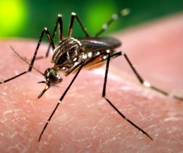 Dan positivo a virus del zika seis embarazadas