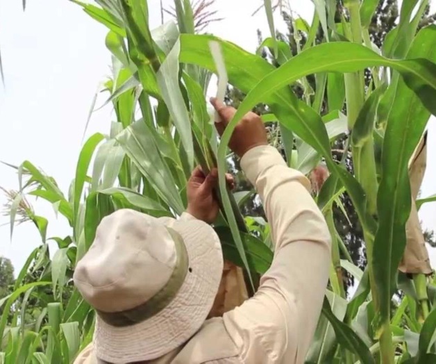 Reclaman maiceros sus apoyos al Cader Reclaman maiceros sus apoyos al Cader